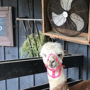 Meet your Posher, Dayna